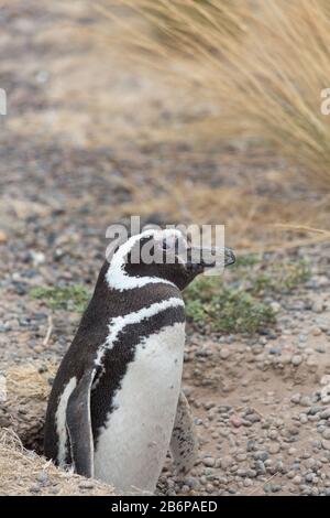 Ein magellanscher Pinguin in Punta Tombo Stockfoto