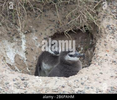 Zwei Pinguin-Küken in Argentiniens Punta Tombo Stockfoto