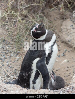 Penguin und Küken in Argentiniens Punta Tombo Stockfoto