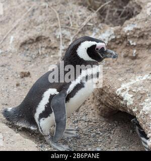 Ein magellanscher Pinguin in Punta Tombo Stockfoto