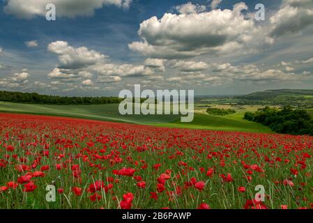 Ein Feld mit Klatschmohn - Papaver rhoeas auf der South Downs National Park, West Sussex, England, UK, Gb. Stockfoto