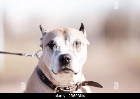 Old Red american staffordshire Terrier mit zugeschnittenen Ohren spazieren am Herbsttag im Freien Stockfoto