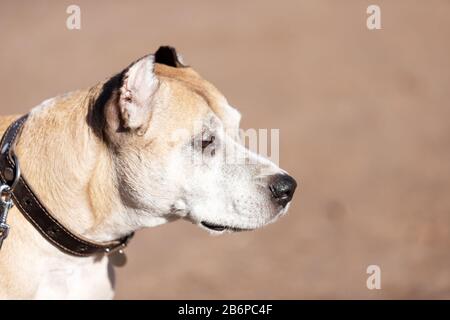 Old Red american staffordshire Terrier mit zugeschnittenen Ohren spazieren am Herbsttag im Freien Stockfoto