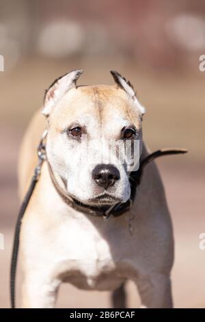 Old Red american staffordshire Terrier mit zugeschnittenen Ohren spazieren am Herbsttag im Freien Stockfoto