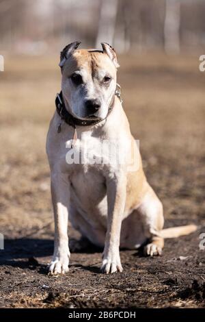 Old Red american staffordshire Terrier mit zugeschnittenen Ohren spazieren am Herbsttag im Freien Stockfoto