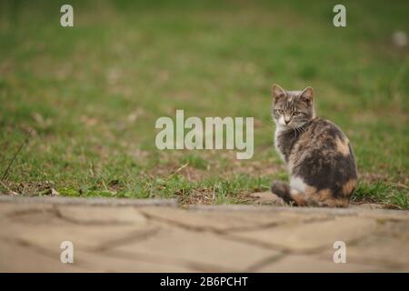 Dreifarbige Aschetiere sitzen auf grünem Gras in einem Garten. Stockfoto