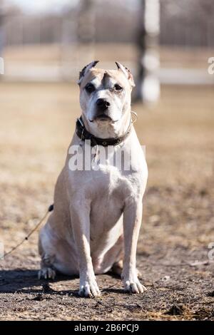 Old Red american staffordshire Terrier mit zugeschnittenen Ohren spazieren am Herbsttag im Freien Stockfoto