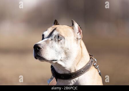 Old Red american staffordshire Terrier mit zugeschnittenen Ohren spazieren am Herbsttag im Freien Stockfoto