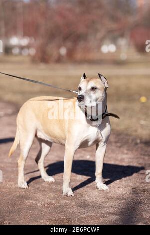 Old Red american staffordshire Terrier mit zugeschnittenen Ohren spazieren am Herbsttag im Freien Stockfoto