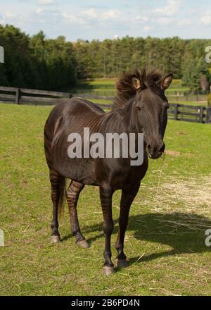 Zorse equus Zebra x equus Callabus Pferd Körperkonformation Schuss von gestreiften Zorse Pferd Zebra Kreuz Tier aus dem vorderen Winkel mit Ohren nach vorne genommen Stockfoto