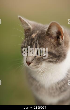 Süßes, junges Katzen-Porträt im Freien. Nahaufnahme, selektiver Fokus. Stockfoto