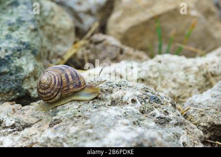 Große Traubenschnecke, die auf Riffkalk krabbelt Stockfoto