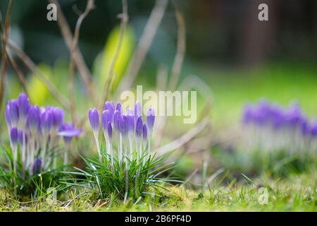 Viele Krokusblüten auf dem Gartenrasen im Frühjahr Stockfoto