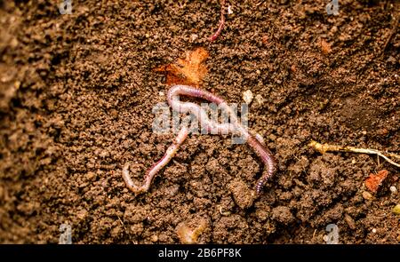 Ein Wurm beginnt sich in den Boden zu graben, eine Nahaufnahme eines Regenwurms unter natürlichen Bedingungen Stockfoto