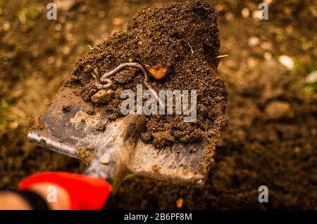 Ein Wurm beginnt sich in den Boden zu graben, eine Nahaufnahme eines Regenwurms unter natürlichen Bedingungen Stockfoto