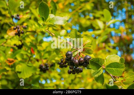 Aronia-Beeren (Aronia melanocarpa, Schokebeere) auf einem Ast im Garten. Weicher Fokus, ausgewählter Fokus. Stockfoto