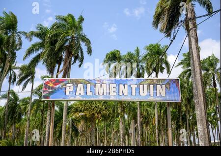 Palmentuin, öffentlicher Park in Paramaribo, Suriname, gefüllt mit königlichen Palmen auf Befehl von Cornelis van Aerssen van Sommelsdijck Stockfoto
