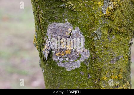 Weie Flecken auf dem Stamm von apfelbumen mit Grnmoos, Baumkrankheit,  Pilzzweig des apfelbaums. Heilbeschneidung von Obstbumen Stockfotografie -  Alamy