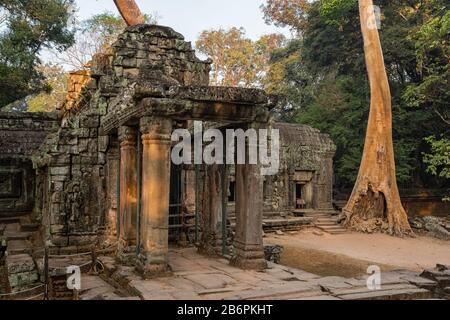 Der Ta Prohm Tempel in der Nähe von Angkor Wat in Kambodscha Stockfoto