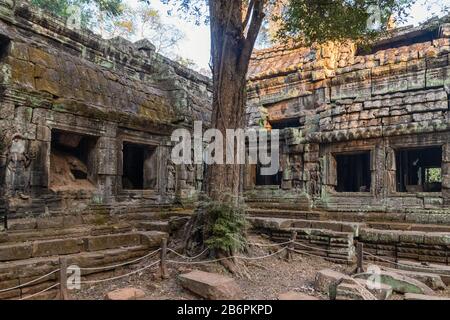 Der Ta Prohm Tempel in der Nähe von Angkor Wat in Kambodscha Stockfoto