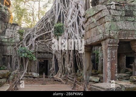 Der Ta Prohm Tempel in der Nähe von Angkor Wat in Kambodscha Stockfoto