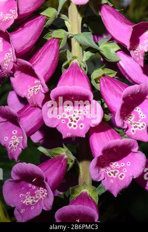 Nahaufnahme der Gruppierung der heißen rosafarbenen Glockenblumen Stockfoto