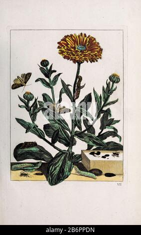 Handfarbige Kupferstichgravur, gezeichnet und geätzt von Jacob l'Admiral in Naauwkeurige Waarneemingen omtrent de veranderingen van veele Insekten (Genaue Beschreibungen der Metamorphosen von Insekten), J. Sluyter, Amsterdam, 174. Für die zweite Ausgabe fügte M. Houttuyn dem Original 25 weitere acht Platten hinzu. Stockfoto