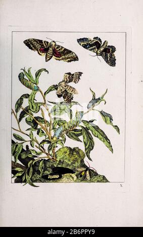 Handfarbige Kupferstichgravur, gezeichnet und geätzt von Jacob l'Admiral in Naauwkeurige Waarneemingen omtrent de veranderingen van veele Insekten (Genaue Beschreibungen der Metamorphosen von Insekten), J. Sluyter, Amsterdam, 174. Für die zweite Ausgabe fügte M. Houttuyn dem Original 25 weitere acht Platten hinzu. Stockfoto