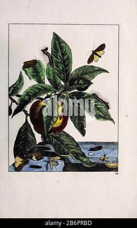 Handfarbige Kupferstichgravur, gezeichnet und geätzt von Jacob l'Admiral in Naauwkeurige Waarneemingen omtrent de veranderingen van veele Insekten (Genaue Beschreibungen der Metamorphosen von Insekten), J. Sluyter, Amsterdam, 174. Für die zweite Ausgabe fügte M. Houttuyn dem Original 25 weitere acht Platten hinzu. Stockfoto