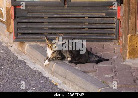 Eine Straßenkatze und ihre Kätzchen auf der Insel Buyukada, einer der Prices' Islands, auch bekannt als Adelar, im Marmarameer vor der Küste von Istanb Stockfoto