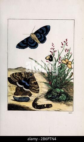 Handfarbige Kupferstichgravur, gezeichnet und geätzt von Jacob l'Admiral in Naauwkeurige Waarneemingen omtrent de veranderingen van veele Insekten (Genaue Beschreibungen der Metamorphosen von Insekten), J. Sluyter, Amsterdam, 174. Für die zweite Ausgabe fügte M. Houttuyn dem Original 25 weitere acht Platten hinzu. Stockfoto