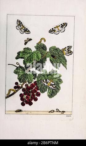 Handfarbige Kupferstichgravur, gezeichnet und geätzt von Jacob l'Admiral in Naauwkeurige Waarneemingen omtrent de veranderingen van veele Insekten (Genaue Beschreibungen der Metamorphosen von Insekten), J. Sluyter, Amsterdam, 174. Für die zweite Ausgabe fügte M. Houttuyn dem Original 25 weitere acht Platten hinzu. Stockfoto