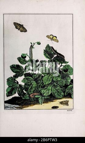 Handfarbige Kupferstichgravur, gezeichnet und geätzt von Jacob l'Admiral in Naauwkeurige Waarneemingen omtrent de veranderingen van veele Insekten (Genaue Beschreibungen der Metamorphosen von Insekten), J. Sluyter, Amsterdam, 174. Für die zweite Ausgabe fügte M. Houttuyn dem Original 25 weitere acht Platten hinzu. Stockfoto