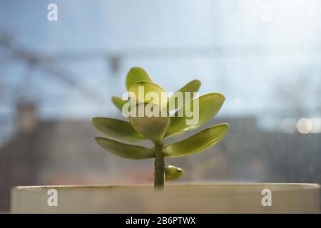 Der junge Sprußgeldbaum wächst in einem Topf. Crassula Blume. Stockfoto