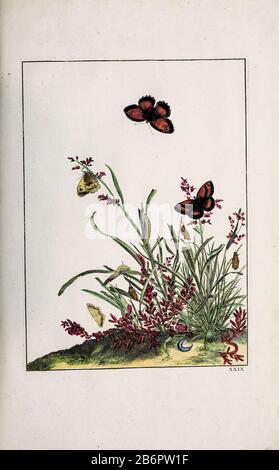 Handfarbige Kupferstichgravur, gezeichnet und geätzt von Jacob l'Admiral in Naauwkeurige Waarneemingen omtrent de veranderingen van veele Insekten (Genaue Beschreibungen der Metamorphosen von Insekten), J. Sluyter, Amsterdam, 174. Für die zweite Ausgabe fügte M. Houttuyn dem Original 25 weitere acht Platten hinzu. Stockfoto