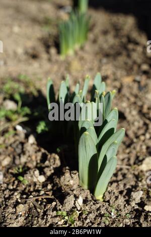 Kleine grüne Sprossen von Narzissen Blumen wachsen im Boden eines sonnigen Gartens im Frühjahr Stockfoto