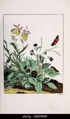 Handfarbige Kupferstichgravur, gezeichnet und geätzt von Jacob l'Admiral in Naauwkeurige Waarneemingen omtrent de veranderingen van veele Insekten (Genaue Beschreibungen der Metamorphosen von Insekten), J. Sluyter, Amsterdam, 174. Für die zweite Ausgabe fügte M. Houttuyn dem Original 25 weitere acht Platten hinzu. Stockfoto