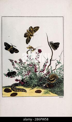 Handfarbige Kupferstichgravur, gezeichnet und geätzt von Jacob l'Admiral in Naauwkeurige Waarneemingen omtrent de veranderingen van veele Insekten (Genaue Beschreibungen der Metamorphosen von Insekten), J. Sluyter, Amsterdam, 174. Für die zweite Ausgabe fügte M. Houttuyn dem Original 25 weitere acht Platten hinzu. Stockfoto