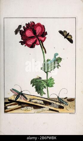 Handfarbige Kupferstichgravur, gezeichnet und geätzt von Jacob l'Admiral in Naauwkeurige Waarneemingen omtrent de veranderingen van veele Insekten (Genaue Beschreibungen der Metamorphosen von Insekten), J. Sluyter, Amsterdam, 174. Für die zweite Ausgabe fügte M. Houttuyn dem Original 25 weitere acht Platten hinzu. Stockfoto