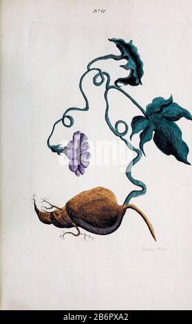 Potato Vine Collection of Exotics from the Island of Antigua. Von einer Dame aus der zweiten Ausgabe der naauwkeurigen Waarneemingen omtrent de veranderingen van veele Insekten (Genaue Beschreibungen der Metamorphosen der Insekten), J. Sluyter, Amsterdam, 174. Für die zweite Ausgabe fügte M. Houttuyn dem Original 25 weitere acht Platten hinzu. Stockfoto