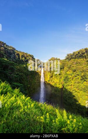 USA, Hawaii, Big Island, Akaka Falls Stockfoto