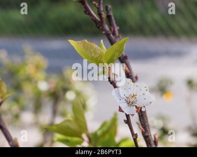 Aprikosenbaumblüten des Armenica prunus Baumes im Frühjahr Stockfoto