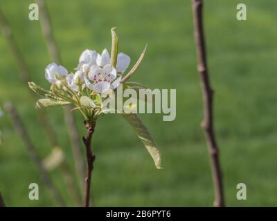 Detail der Birnbaumblüten pyrus communis mit Sonnenlicht Stockfoto