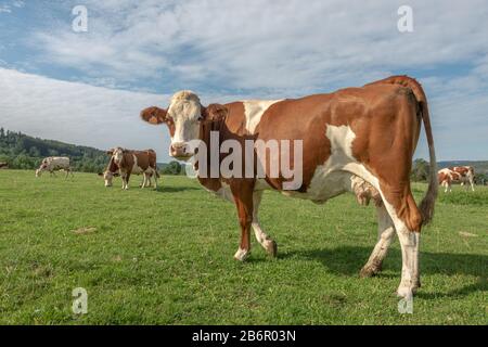 Vache montbéliarde dans un pâturage Stockfoto