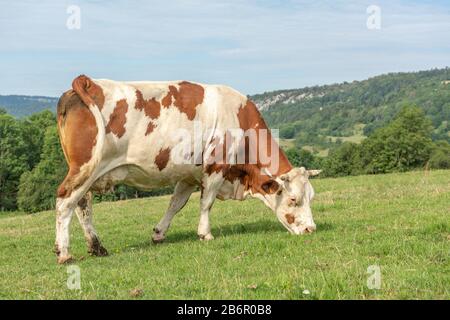 Vache montbéliarde dans un pâturage Stockfoto