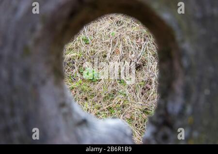 Trockenes Gras durch die Baumrinde gesehen Stockfoto