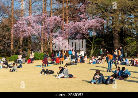 Mehrere japanische Familien und Gruppen von Freunden genießen einen entspannenden sonnigen Tag, in dem sie im Gyoen Park Hanami praktizieren und die Kirschbäume schätzen, die blühen. Stockfoto