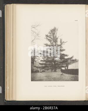 Gezicht op een den in een tuin te Waltham The Lyman Pine, Waltham (titel op object) Blick auf eine Kiefer in einem Garten nach WalthamThe Lyman Pine, Waltham (title object) Immobilientyp: Fotomechanische Druckseite Artikelnummer: RP-F 2001-7-1063-29 Aufschriften / Marken: Number, recto Printed 'XXIX': Hersteller: Henry Brooksklischeemaker: Anonymer Ort Herstellung: Fotograf: Walthamklischeemacher: USA Datum: Ca. 1880 - oder für 1890 Material: Papiertechnik: Lichtdruckmessungen: Aufgedruckt: H 217 mm × W 173 mmToelichtingFoto für Seite 57. Betrifft: Bäume: Pinebackyard Stockfoto