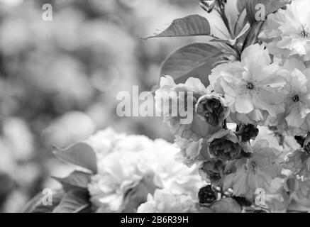 Sakura Blooming Tree., natürlicher Blumenhintergrund. Schöne Frühlingsblumen. Rosafarbene Kirschbaumblume. Beginn des neuen Lebens. Wachstum der Natur und Aufwachen. Tag der Frauen. Muttertag. Stockfoto