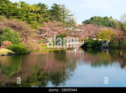 Teichreflexionen im Shinjuku Gyoen Park im Frühjahr, der Kirschblütensaison. Wasser reflektierende Brücke und Sakura-Bäume. Tokio, Japan. Stockfoto